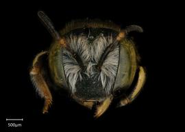   Anthidium jocosum nbsp;female face, photo: Jeni Sidwell 
